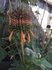 Leonotis nepetifolia nepetifolia
