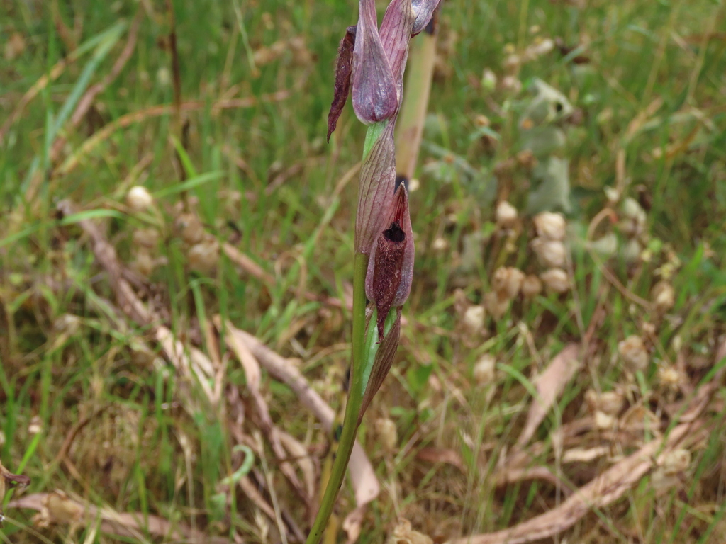 Serapias vomeracea; photograph (c) Juan C. Espinosa, some rights reserved (CC BY)