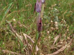 Serapias vomeracea