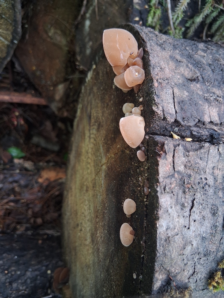 Jelly Tree Ear · June 2026 · photo: Photo: (c) Keith Wauthy, some rights reserved (CC BY) · iNaturalist