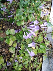 Plectranthus saccatus