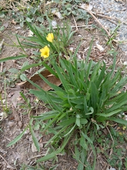 Ixeris chinensis