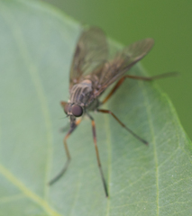 Rhagio