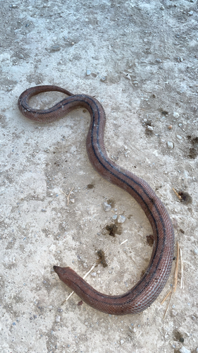 Ladder Snake