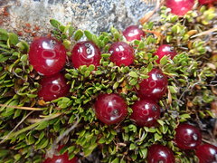 Coprosma atropurpurea