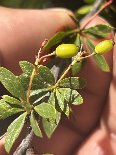 Berberis fendleri