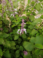 Ocimum labiatum