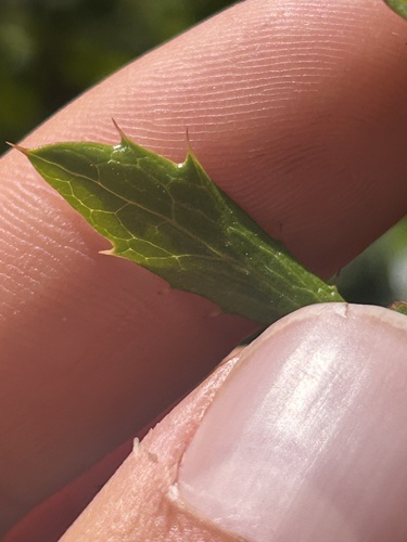 Berberis fendleri, photograph 2