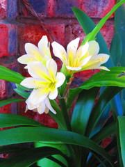 Clivia miniata citrina