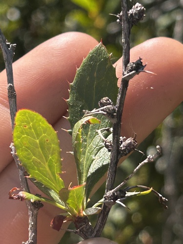Berberis fendleri, photograph 3