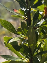 Berberis fendleri, photograph (c) Curtis Drake, some rights reserved (CC BY)