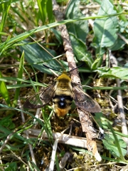 Hemaris tityus