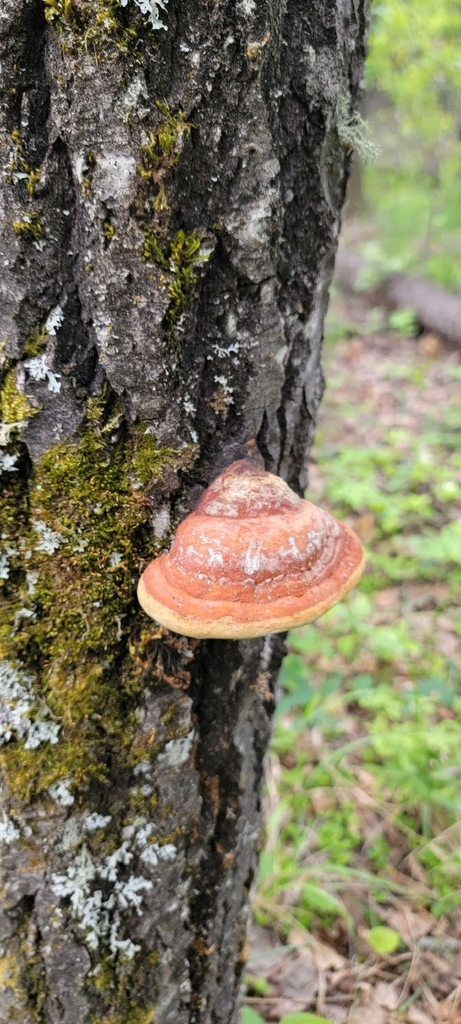 Northern Red Belt · June 2026 · photo: Photo: (c) Lauren Markewicz, some rights reserved (CC BY) · iNaturalist