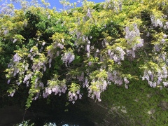Wisteria