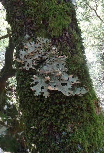 Tree Lungwort