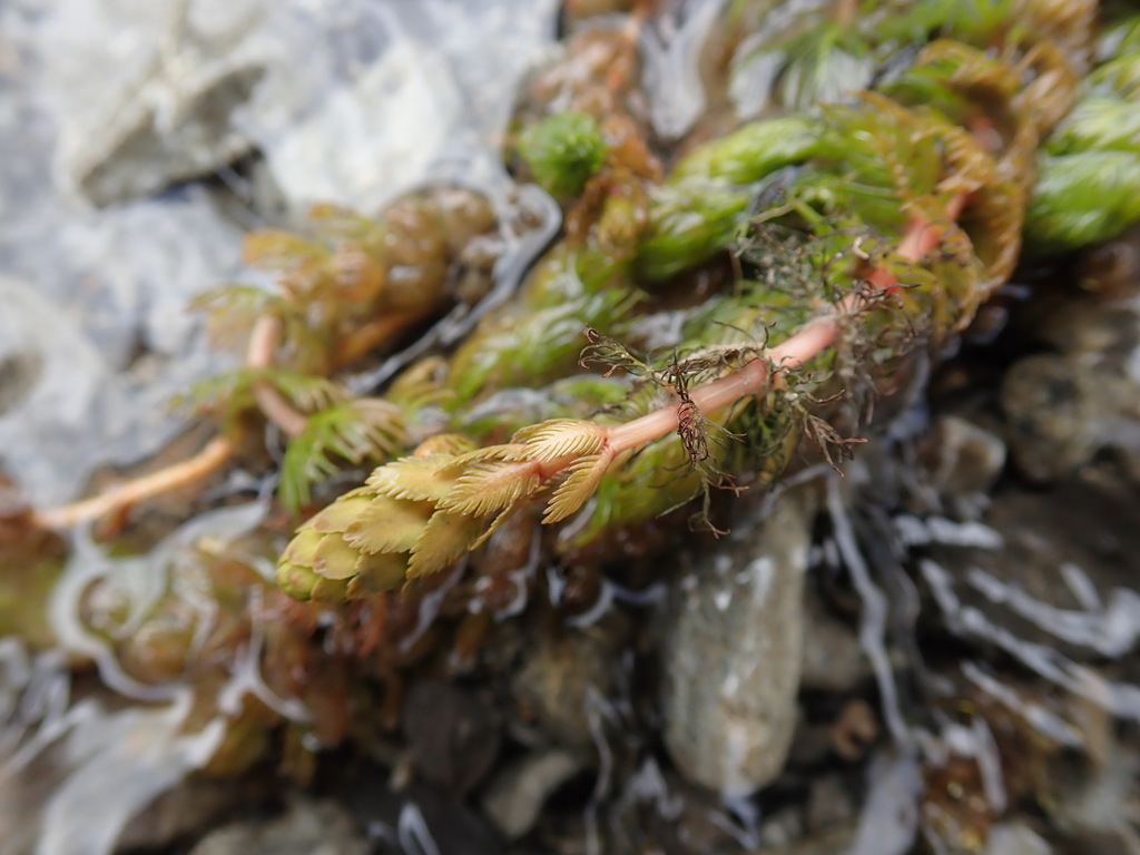 new zealand water-milfoil