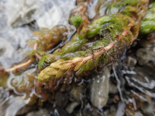 Myriophyllum triphyllum