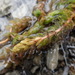 Myriophyllum triphyllum - Photo 由 Melissa Hutchison 所上傳的 (c) Melissa Hutchison，保留部份權利CC BY-NC-ND