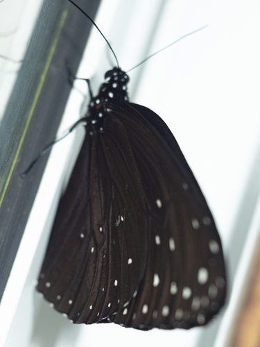 Malayan Crow Butterfly