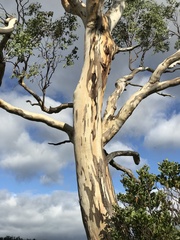Eucalyptus morrisbyi