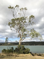 Eucalyptus morrisbyi