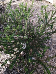 Agathosma cerefolium