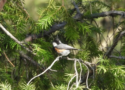 Rufous-naped Tit