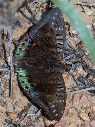 Euthalia whiteheadi