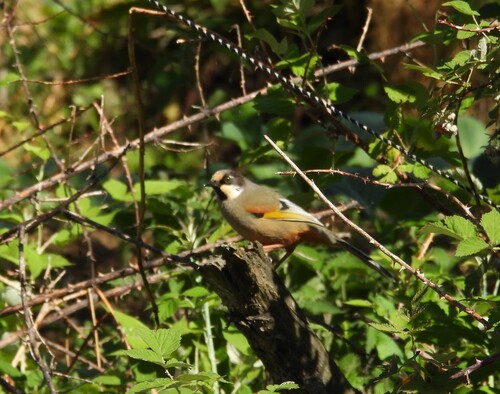Variegated Laughingthrush