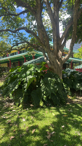 Philodendron giganteum observed 2026-06-20