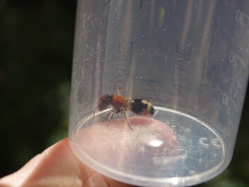 Ronisia brutia
