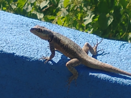 Amazon Lava Lizard