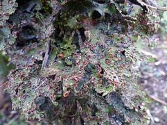 Sticta cinereoglauca