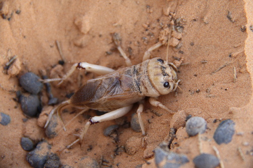 Brachytrupes megacephalus
