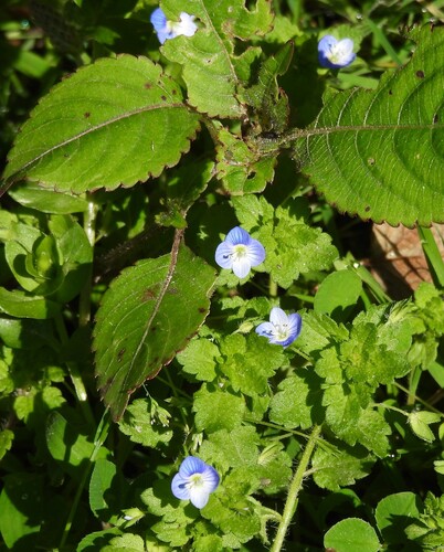 bird's-eye speedwell