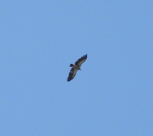 Himalayan Griffon