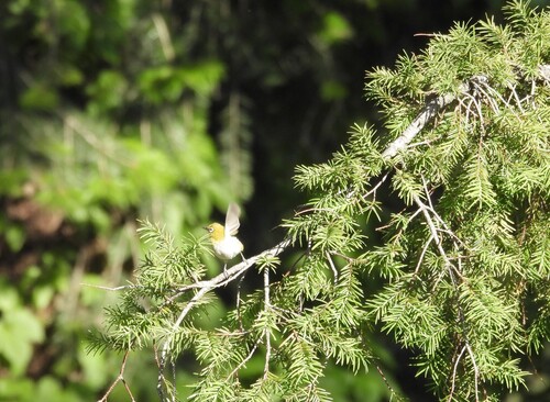 Indian White-eye