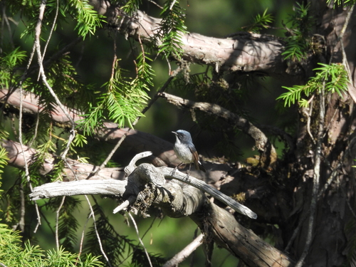 Slaty-blue Flycatcher