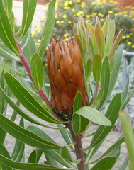 Protea compacta × susannae
