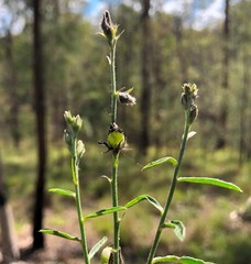 Crotalaria montana angustifolia
