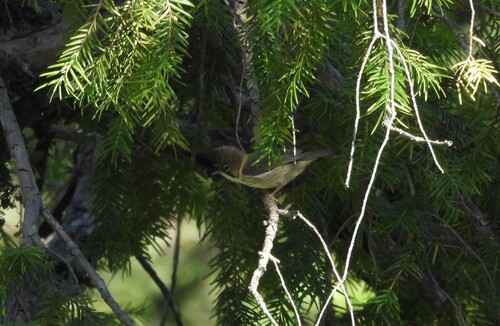 Whiskered Yuhina