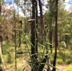 Crotalaria montana angustifolia