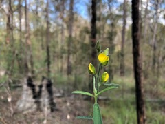 Crotalaria montana angustifolia