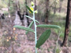 Crotalaria montana angustifolia