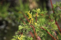 Corydalis speciosa
