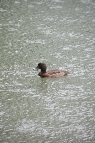 Tufted Duck