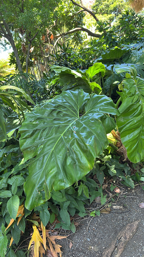 Philodendron giganteum observed 2026-06-20
