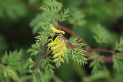 Corydalis speciosa