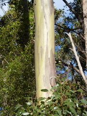 Eucalyptus johnstonii