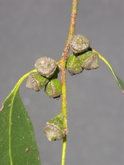 Eucalyptus johnstonii